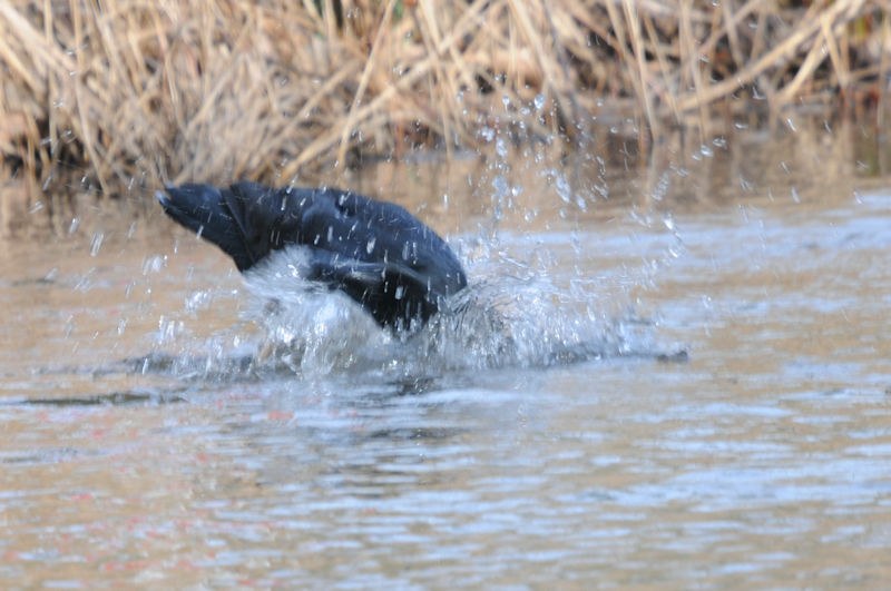 ハシブトガラスの水浴び（１０態）　花博記念公園鶴見緑地　大阪市　2020/02/25　Photo by Kohyuh