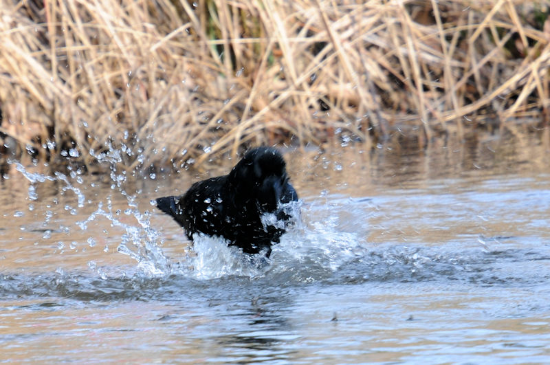 ハシブトガラスの水浴び（１０態）　花博記念公園鶴見緑地　大阪市　2020/02/25　Photo by Kohyuh