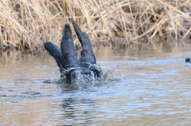 ハシブトガラスの水浴び（１０態）　花博記念公園鶴見緑地　大阪市　2020/02/25　Photo by Kohyuh