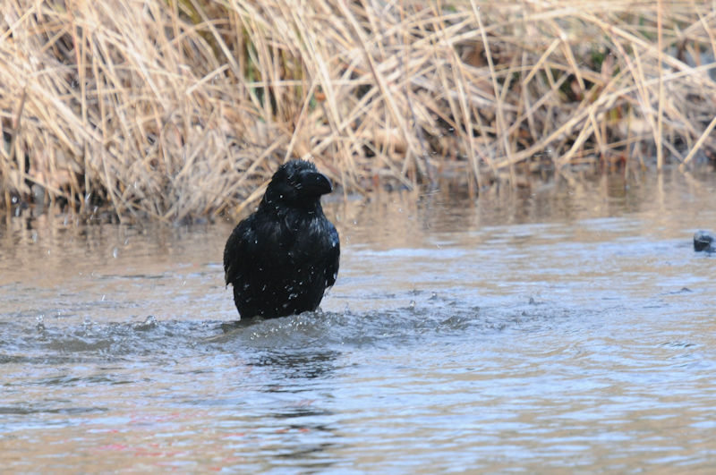 ハシブトガラスの水浴び（１０態）　花博記念公園鶴見緑地　大阪市　2020/02/25　Photo by Kohyuh