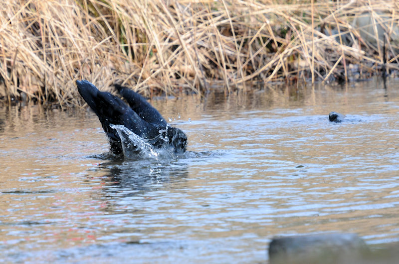 ハシブトガラスの水浴び（１０態）　花博記念公園鶴見緑地　大阪市　2020/02/25　Photo by Kohyuh