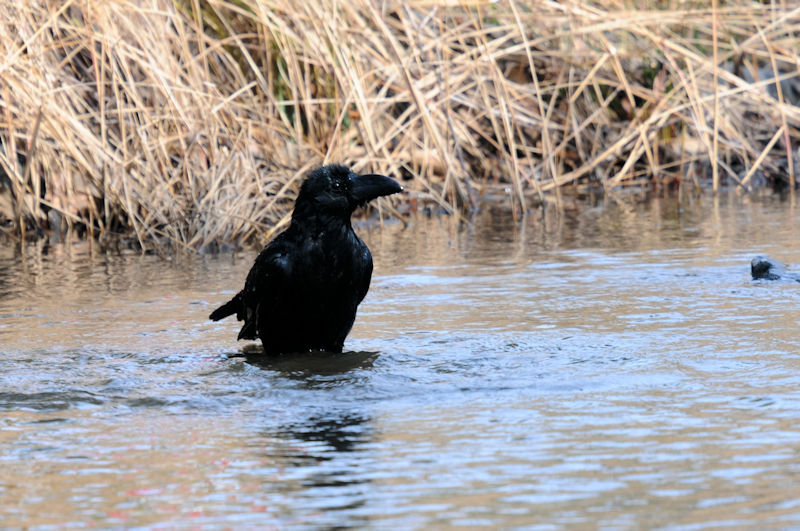 ハシブトガラスの水浴び（１０態）　花博記念公園鶴見緑地　大阪市　2020/02/25　Photo by Kohyuh