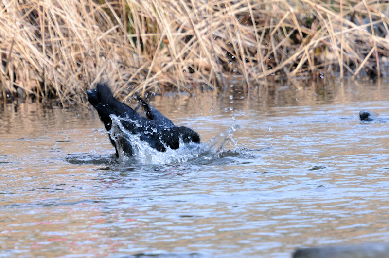 ハシブトガラスの水浴び（１０態）　花博記念公園鶴見緑地　大阪市　2020/02/25　Photo by Kohyuh