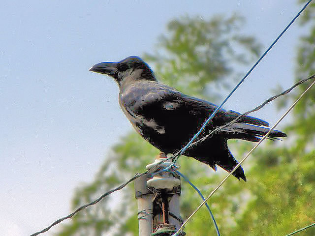 A nVugKX@@s@jR@ 2009/09/24@ Photo by Kohyuh