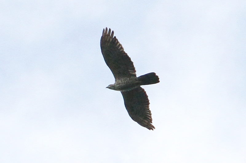 n`N}@@юp@@ԎR@ꌧ@2017/09/21@Photo by Manda