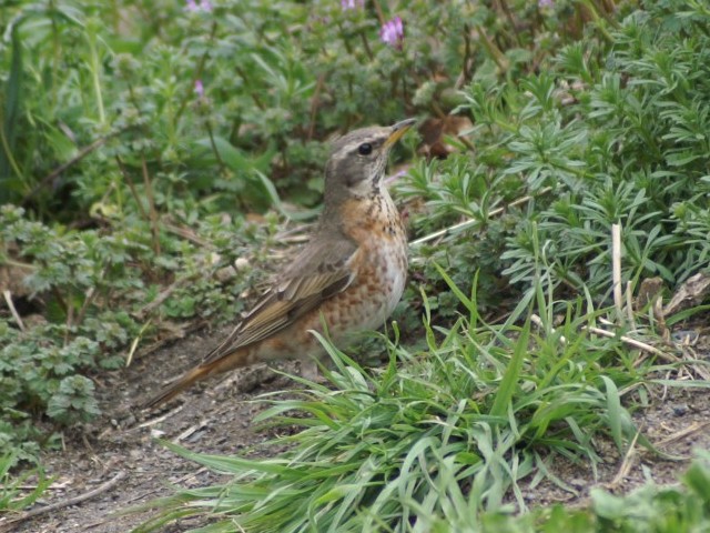 @ n`WEcO~ iԌ^j@@@jR@s@2008/02/23@Photo by Shiba