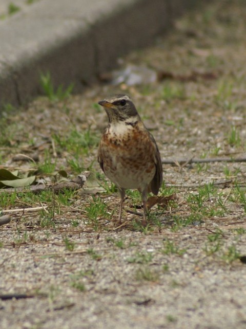 A n`WEcO~ iԌ^j@@@jR@s@2008/02/23@Photo by Shiba