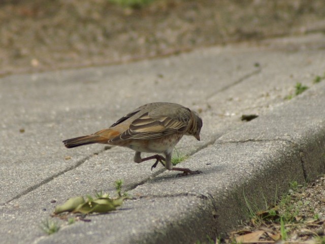 B n`WEcO~ iԌ^j@@@jR@s@2008/02/23@Photo by Shiba