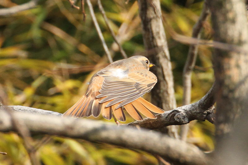 n`WEcO~ iV-2j@@Rcr@s@2015/01/04@Photo by Manda