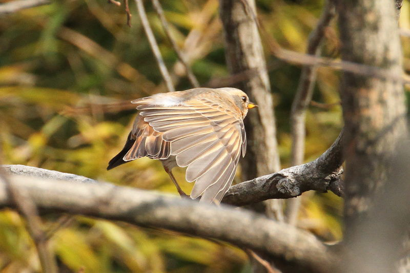 n`WEcO~ iV-4j@@Rcr@s@2015/01/04@Photo by Manda