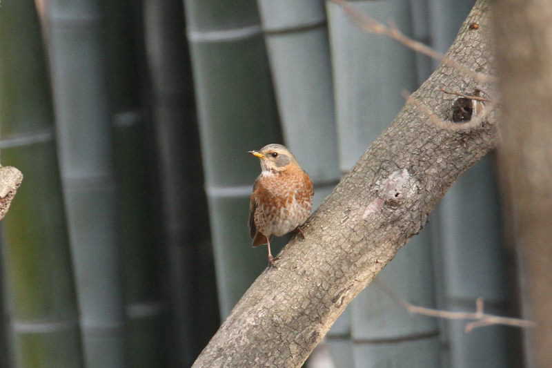 n`WEcO~ iV-5j@@Rcr@s@2015/01/04@Photo by Manda