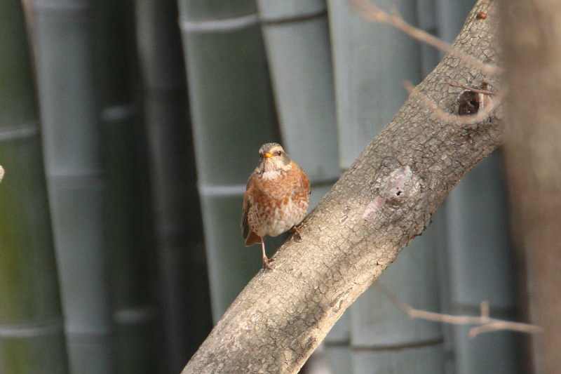 n`WEcO~ iV-6j@@Rcr@s@2015/01/04@Photo by Manda