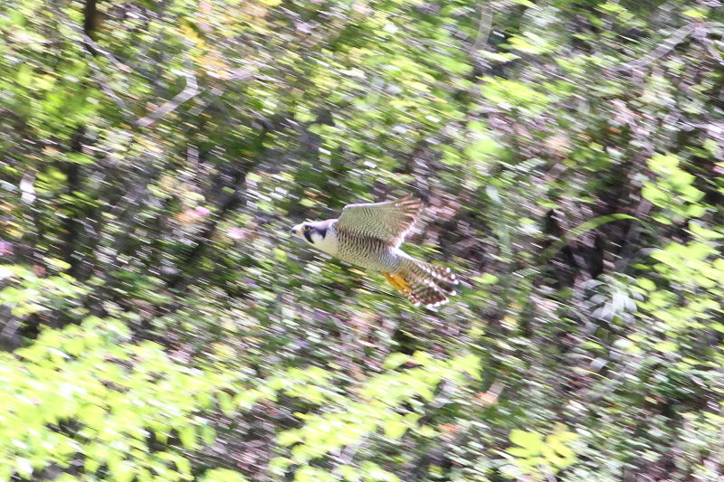 今が旬だよ　ハヤブサ（１０態-1）　星田園地　交野市　2015/05/21　Photo by manda