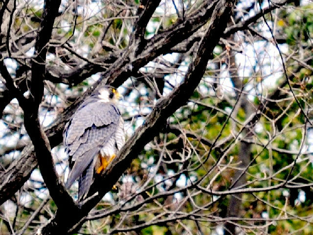 B nuT @@s@2010/03/29@Photo by Kohyuh