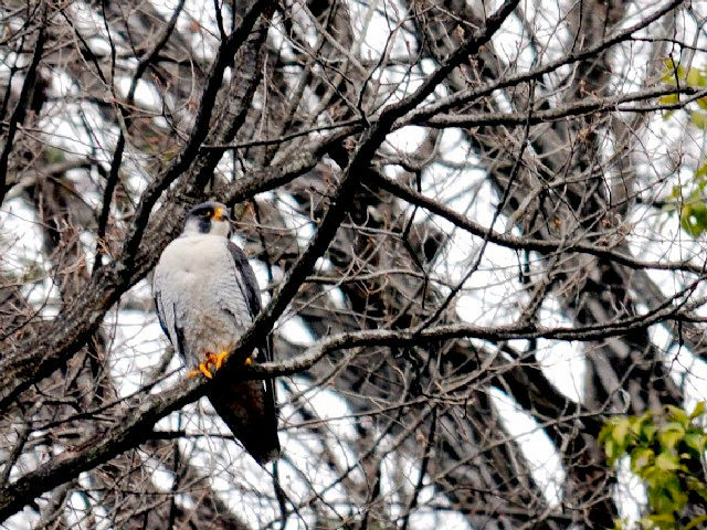 A nuT @@s@2010/03/29@Photo by Kohyuh