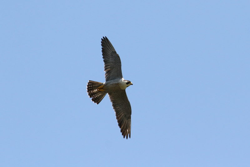 今が旬だよ　ハヤブサ（１０態-2）　星田園地　交野市　2015/05/21　Photo by manda