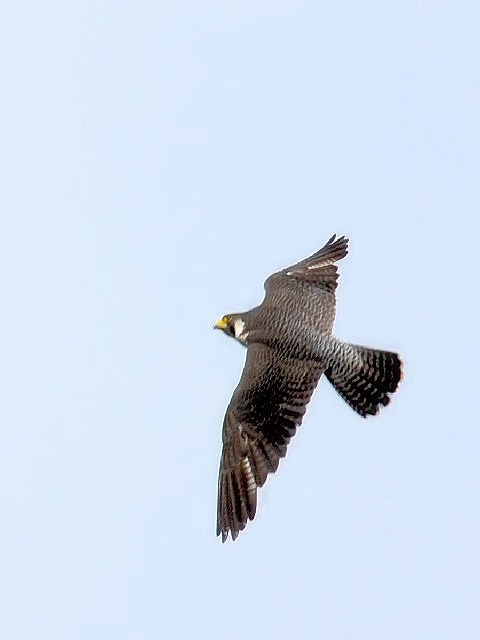 C nuT@s@2010/03/29@Photo by Kohyuh