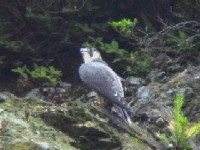 snuTt@ʐ^̓NbNŊg傷