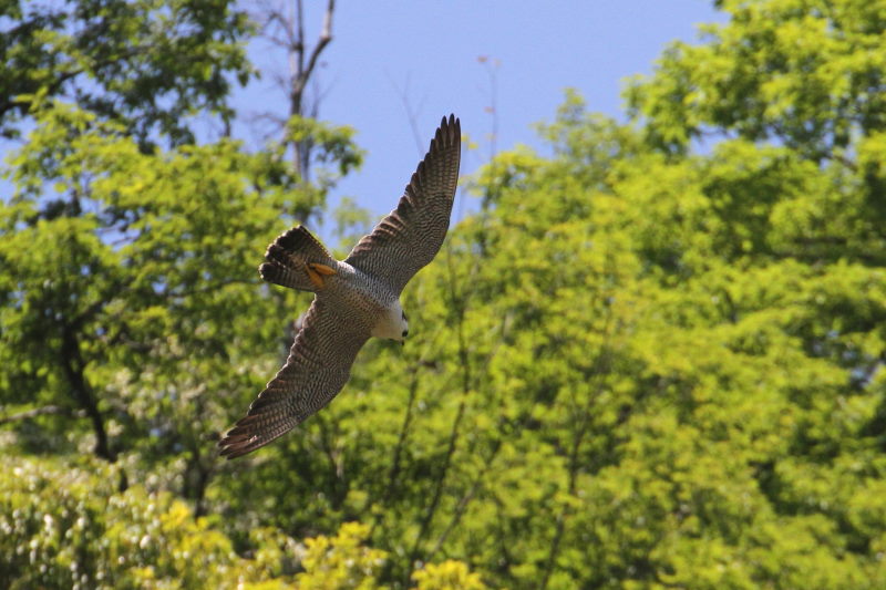 今が旬だよ　ハヤブサ（１０態-3）　星田園地　交野市　2015/05/21　Photo by manda