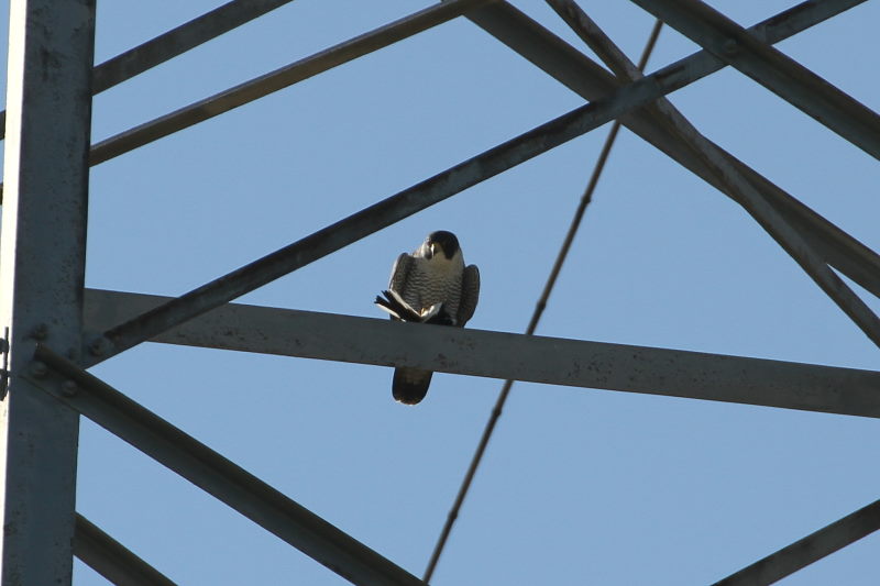 ハヤブサ （４態-3）　2015/11/04　木津川　八幡市　Photo by Manda