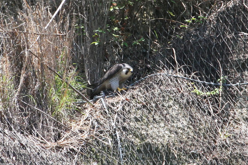 今が旬だよ　ハヤブサ（１０態-4）　星田園地　交野市　2015/05/21　Photo by manda