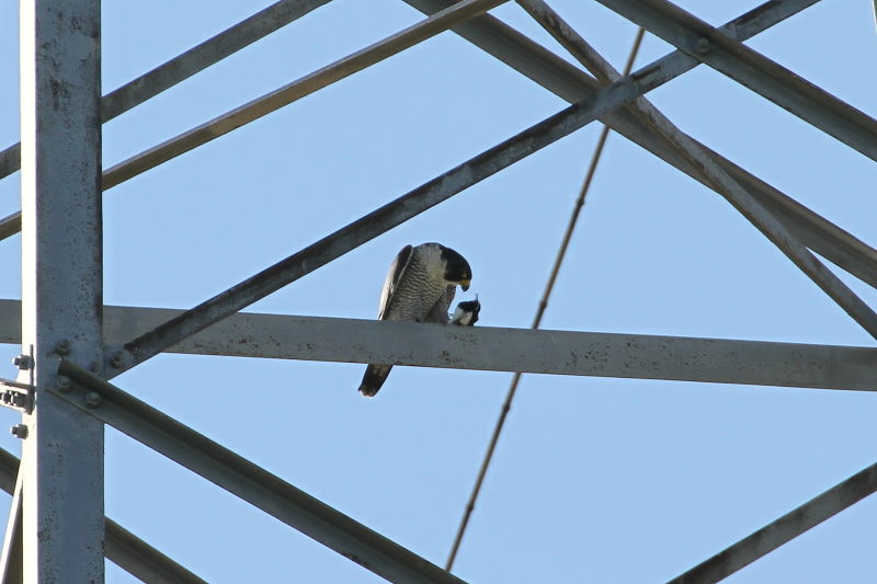 ハヤブサ （４態-4）　2015/11/04　木津川　八幡市　Photo by Manda