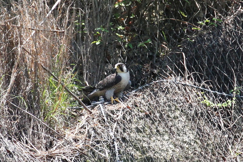 今が旬だよ　ハヤブサ（１０態-5）　星田園地　交野市　2015/05/21　Photo by manda