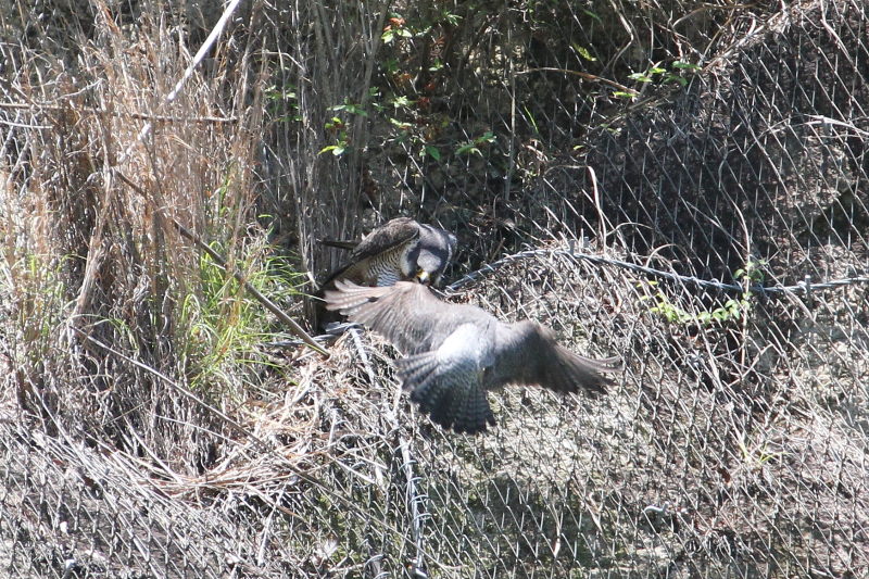 今が旬だよ　ハヤブサ（１０態-6）　星田園地　交野市　2015/05/21　Photo by manda