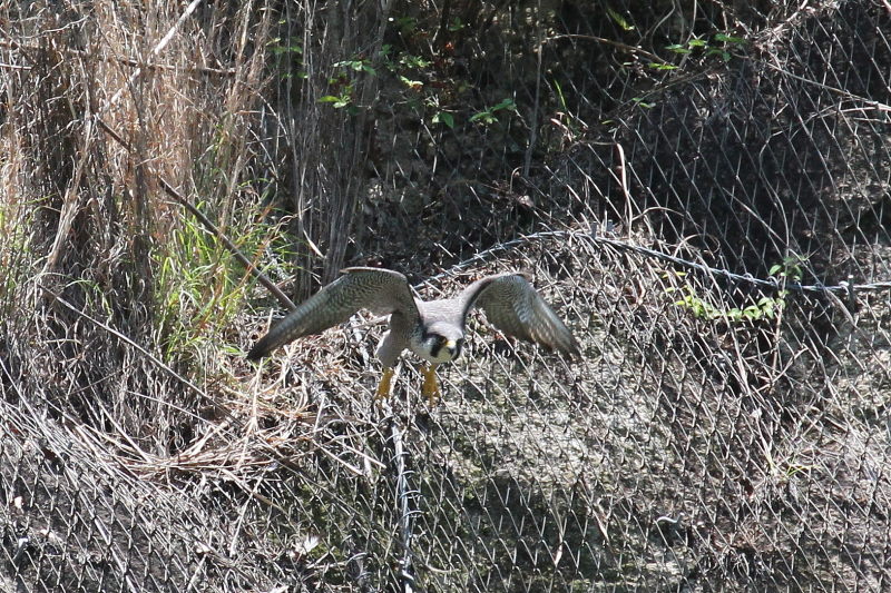 今が旬だよ　ハヤブサ（１０態-9）　星田園地　交野市　2015/05/21　Photo by manda