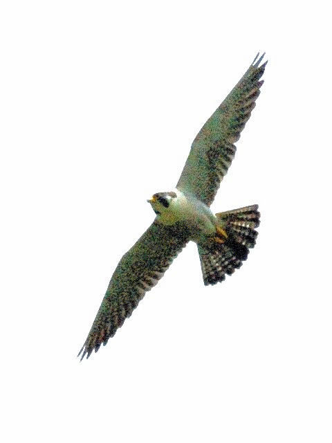 D nuT@s@2010/05/04@Photo by Kohyuh