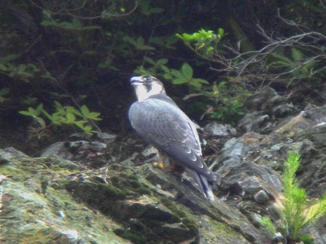 @ nuT@Fs@F@2006/06/12@Photo by Takayama