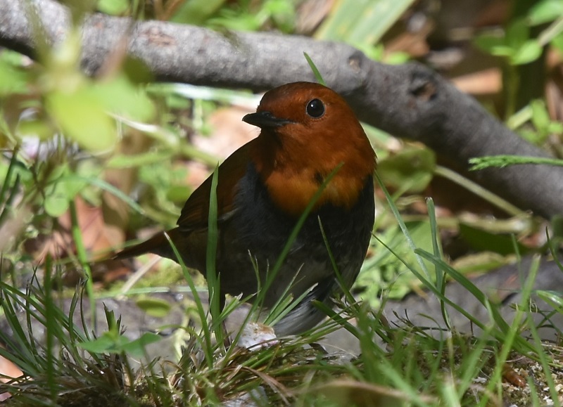 大阪城に夏鳥が（１１態-10）　大阪城　大阪市　2019/04/16　Photo by Hayashi　（写真提供：　林）