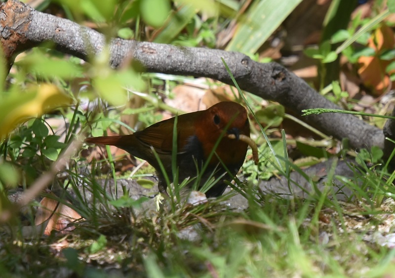 大阪城に夏鳥が（１１態-11）　大阪城　大阪市　2019/04/16　Photo by Hayashi　（写真提供：　林）