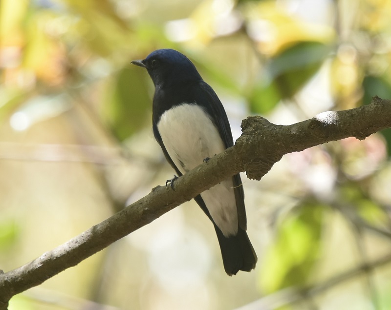 大阪城に夏鳥が（１１態-1）　大阪城　大阪市　2019/04/16　Photo by Hayashi　（写真提供：　林）