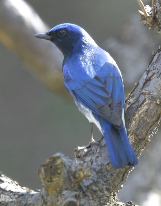 大阪城に夏鳥が（１１態-2）　大阪城　大阪市　2019/04/16　Photo by Hayashi　（写真提供：　林）