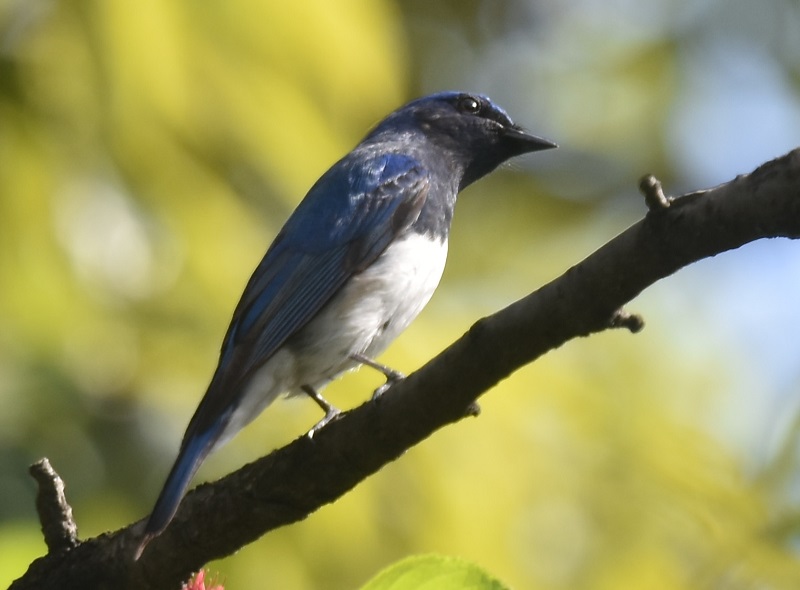 大阪城に夏鳥が（１１態-3）　大阪城　大阪市　2019/04/16　Photo by Hayashi　（写真提供：　林）