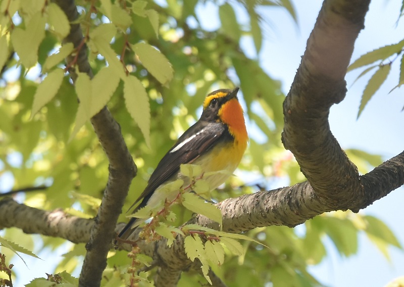 大阪城に夏鳥が（１１態-4）　大阪城　大阪市　2019/04/16　Photo by Hayashi　（写真提供：　林）
