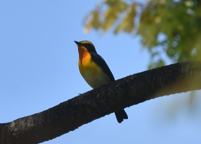 大阪城に夏鳥が（１１態-5）　大阪城　大阪市　2019/04/16　Photo by Hayashi　（写真提供：　林）