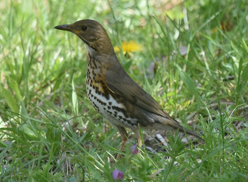 大阪城に夏鳥が（１１態-6）　大阪城　大阪市　2019/04/16　Photo by Hayashi　（写真提供：　林）