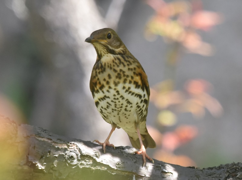 大阪城に夏鳥が（１１態-7）　大阪城　大阪市　2019/04/16　Photo by Hayashi　（写真提供：　林）