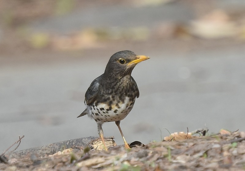 大阪城に夏鳥が（１１態-8）　大阪城　大阪市　2019/04/16　Photo by Hayashi　（写真提供：　林）
