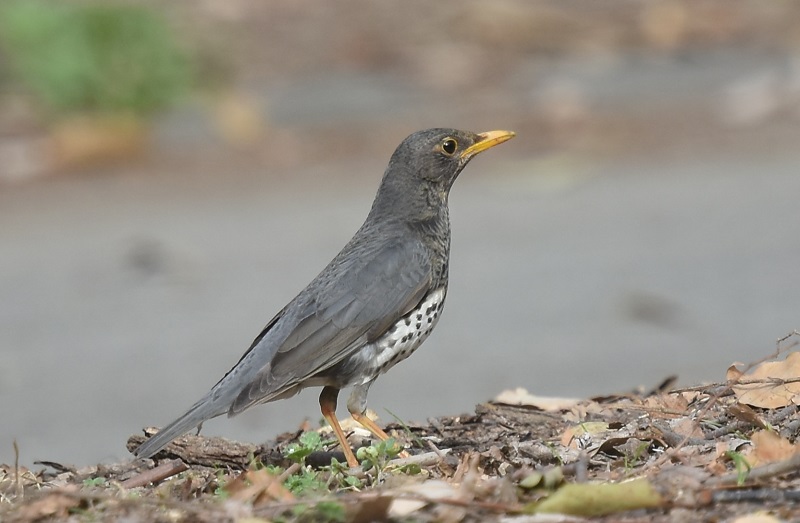 大阪城に夏鳥が（１１態-9）　大阪城　大阪市　2019/04/16　Photo by Hayashi　（写真提供：　林）