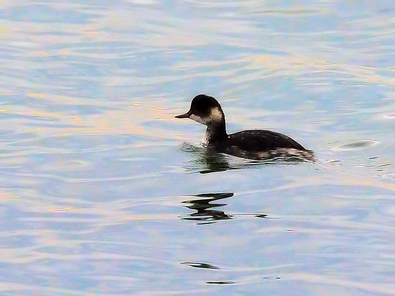 nWJCcu@@~H@sՊC@s@2017/11/27@Photo by Kohyuh