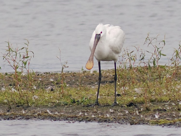 @ wTM@@@ꌧ@Ζk@ 2008/11/23@Photo by Mitchao