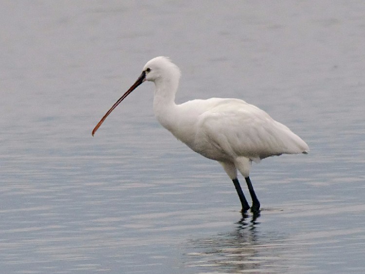 A wTM@@@ꌧ@Ζk@ 2008/11/23@Photo by Mitchao