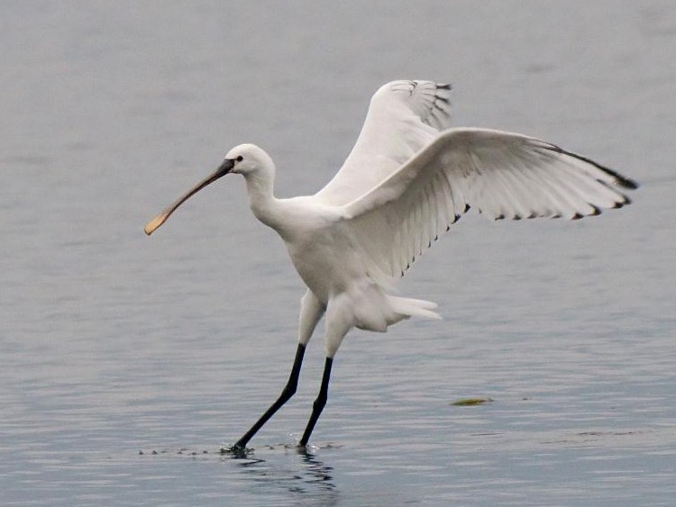 B wTM@@@ꌧ@Ζk@ 2008/11/23@Photo by Mitchao