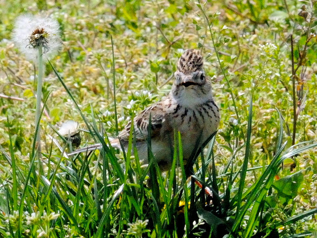 C qo@@s@͐~@2010/04/14@Photo by Kohyuh