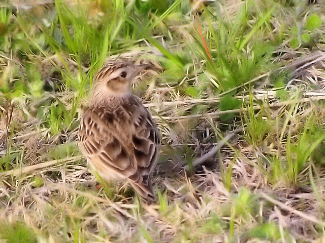 A qo@@s@͐~@2010/03/14@Photo by Kohyuh