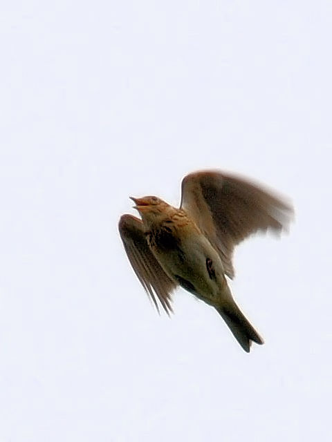 D qo@@s@w@2010/03/28@Photo by Kohyuh