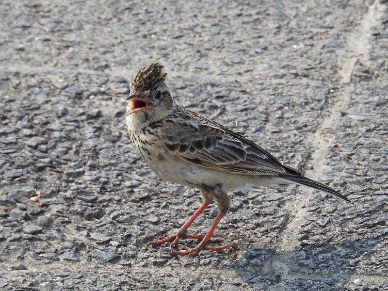  天の川河口付近　枚方市　2017/05/31　Photo by Nagamura　（写真提供：　長村）